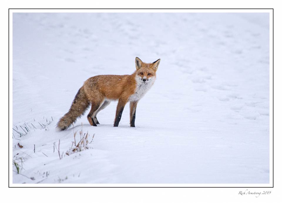 Red fox 1.jpg